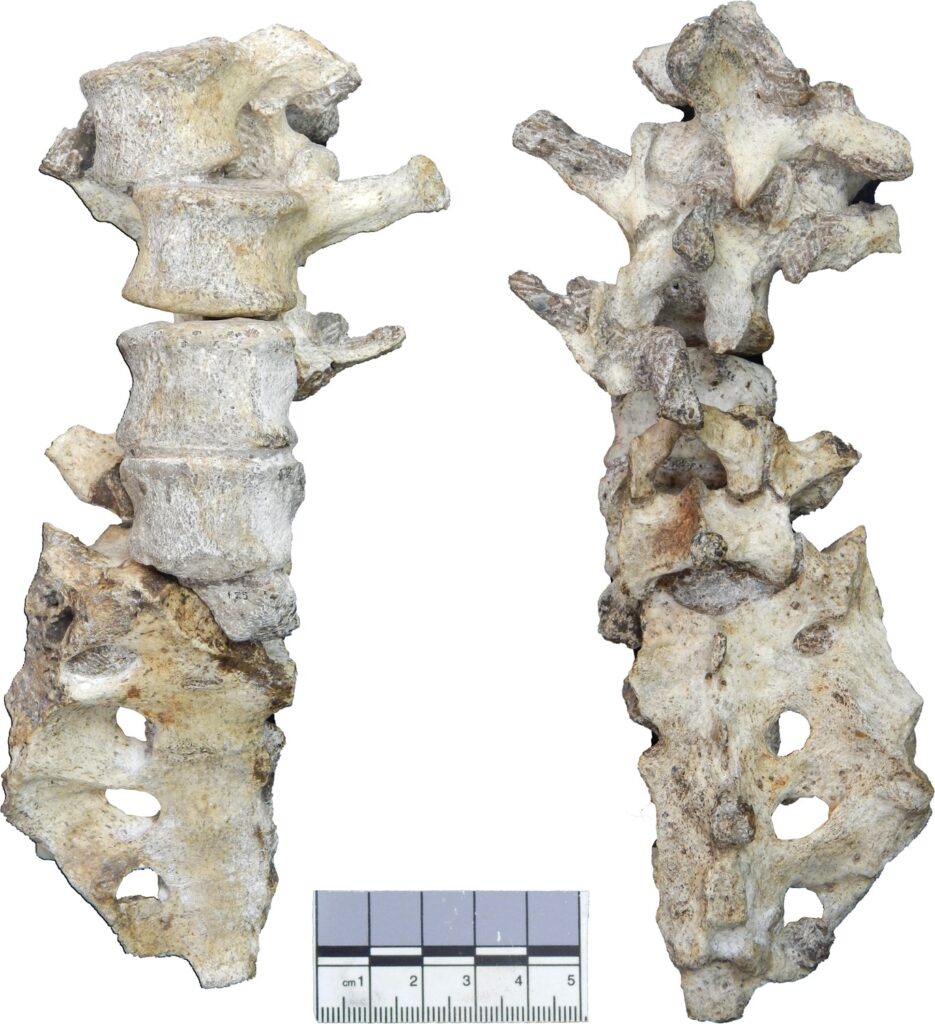 The lower back of Malapa Hominin 2 in ventral (left) and dorsal (right) views. New second and third lumbar vertebrae (U.W.88–232, U.W.88–233) are positioned at the top, and U.W.88–234 contributes to the upper portion of the fourth lumbar vertebra (U.W.88–127/153/234). The fifth lumbar vertebra (U.W.88–126/138) sits atop the sacrum (U.W.88–137/125). The lower back elements are preserved together in four blocks, each containing multiple elements held together in matrix and/or in partial articulation: (1) The vertebral body fragment of L1 (U.W.88–280) is preserved within the matrix of a block containing the lower thoracic vertebrae (U.W.88–43/114 and U.W.88–44) (Figure 2—figure supplement 1, Figure 3—figure supplement 1); (2) L1 inferior neural arch (U.W.88–281; concealed in matrix), L2 (U.W.88–232), L3 (U.W.88–233), and upper neural arch of L4 (U.W.88–234); (3) the L4 (U.W.88–127) and L5 (U.W.88–126) vertebral bodies, and partial S1 body (U.W.88–125); (4) most of the sacrum (U.W.88–137), the neural arch of L5 (U.W.88–153), the inferior portion of the neural arch of L4 (U.W.88–138).