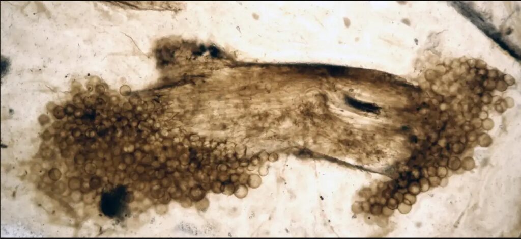 A small piece of Rhynie fossil plant with fossil fungi colonizing the ends, viewed through a microscope. Credit: Loron et al.
